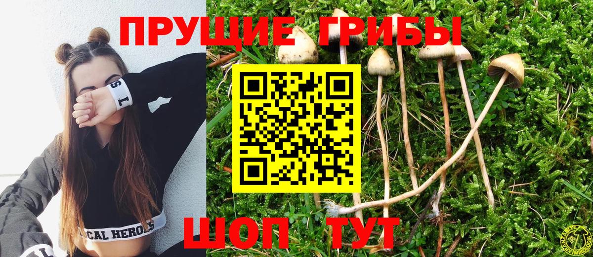 Волгодонск  Галлюциногенные грибы Psilocybe  Вход с VPN 